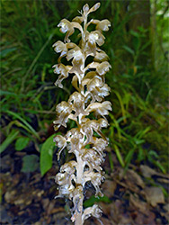 Narrow flower spike