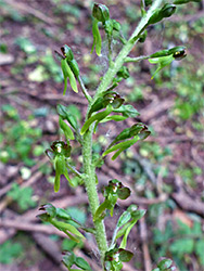 Brownish-green flowers