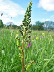 Developing inflorescence