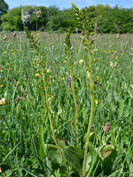 Common twayblade