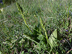 Common twayblade