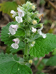 Clustered inflorescence