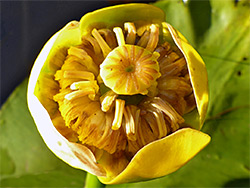 Yellow flower