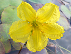 Palw yellow flower