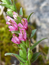 Flower spike