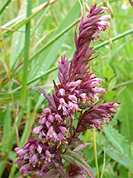 Flowers and bracts