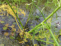 Plant in water