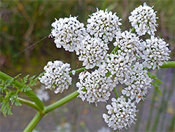 Compound inflorescence