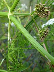 Developing fruits