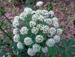 Riparian wildflowers