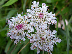 Pinkish-white flowers