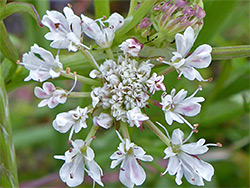 Asymmetric flowers