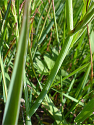 Inflated, ridged stems