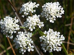 Parsely water-dropwort