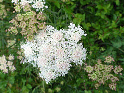 Flat-topped clusters