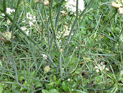 Stems and leaves