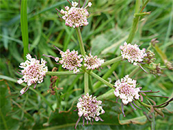 Pinkish flowers