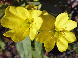 Oenothera biennis