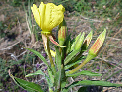 Evening primrose