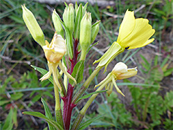 Purple-red upper stem