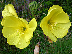 Oenothera glazioviana