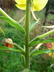 Hairy stem