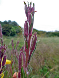 Hairy stem