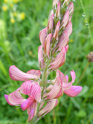 Elongated inflorescence