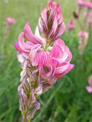 Flower cluster