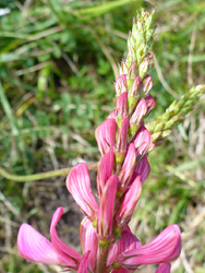 Developing inflorescence