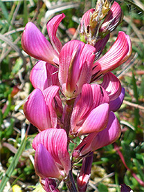 Onobrychis viciifolia