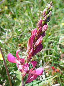 Flowering stem