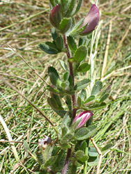 Leaves and stem