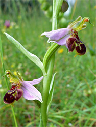 Side view of flowers