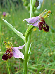 Bee orchid