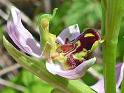 Side of a flower