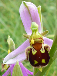 Bee-like flower
