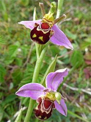 Bee orchid