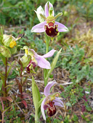 Flowers at different angles