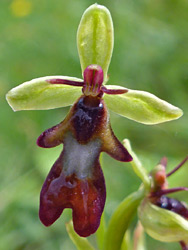 Brown lip and green sepals