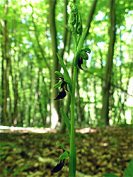 Fly orchid in woods