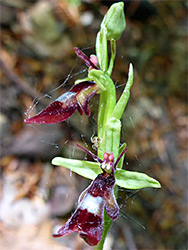 Two dark red flowers