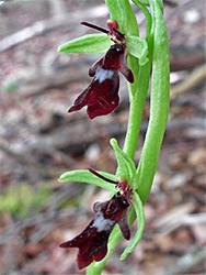 Stems and flowers