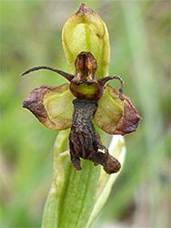 Withered flower