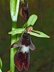 Fly orchid flowers