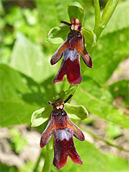 Pair of red flowers