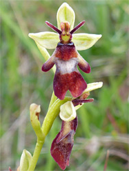 Pair of flowers