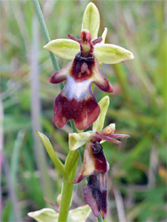 Inflorescence