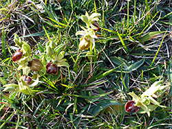 Group of plants