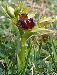 Flower and bud